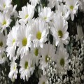 Christening, baptism and thanksgiving